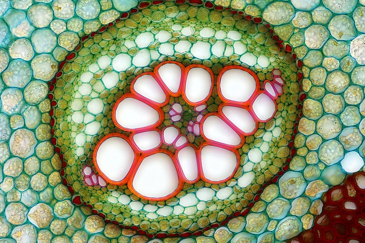 Амфикрибральный проводящий пучок корневища папоротника Орляк обыкновенный (Pterídium aquilínum)