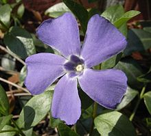 0012614 Vinca minor.jpg