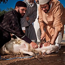 Goat sacrifice. 2 Animal sacrifice at Eid at Adha.jpg