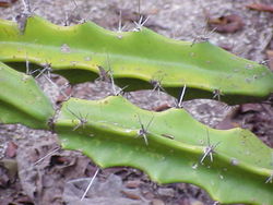 Acanthocereus pentagonus1.jpg