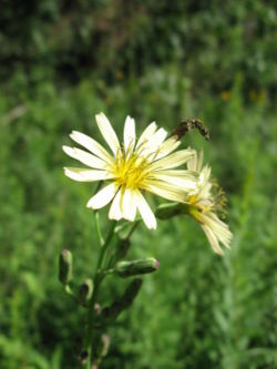 Lactuca indica var. laciniata