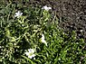 Akkerhoornbloem (Cerastium arvense)
