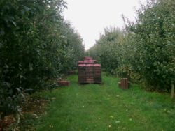 Harvest of apples in Rübke