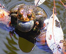 American toad (Anaxyrus americanus) singing American Toad singing.jpg