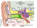 Kulağın anatomik diyagramı