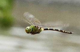 Anax tristis