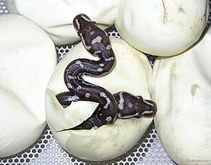 Timor python hatchlings