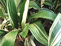 斑入りハラン(Aspidistra elatior ‘Variegata’)