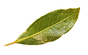 A leaf of the Bay Laurel Laurus nobilis.