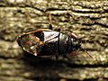 Geocorinae : Geocoris uliginosus, Washington DC (États-Unis).