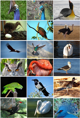 18 видов птиц