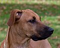 Blackmouth Cur