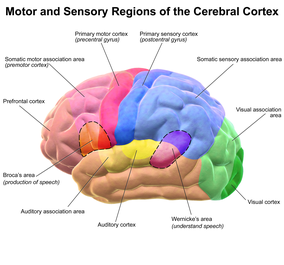 Motor and sensory areas of the cerebral cortex; dashed areas shown are commonly left hemisphere dominant. Blausen 0102 Brain Motor&Sensory.png