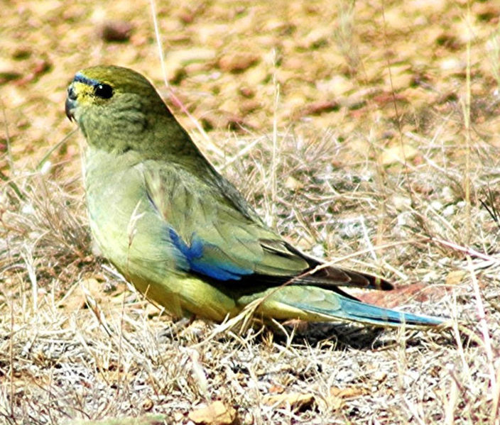 704px-Blue-winged_Parrot.jpg