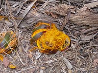 非洲扇棕（英语：Borassus aethiopum） African fan palm