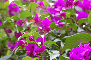 Purple bougainvilleas.
