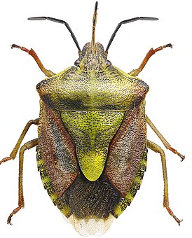 Carpocoris purpureipennis