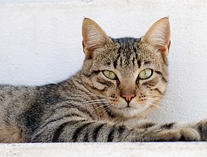 Portrait of a male tabby cat