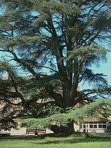 Cedrus atlantica.jpg