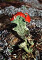 Cladonia coccifera