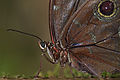 Morpho helenor helenor