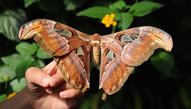 Павлиноглазка Атлас (Attacus atlas).