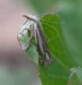 Crambus whitmerellus