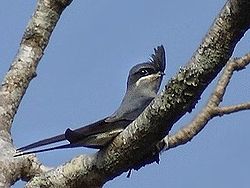 Cekulainā koku svīre (Hemiprocne coronata)