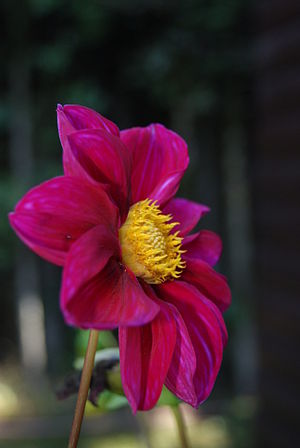 Dahlia x hortensis