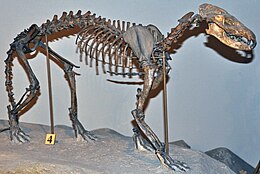 A Daphoenus vetus csontváza