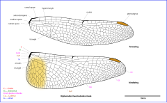 Drawing of Diplacodes wings