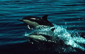 Gewöönlek delfiin, Saadeldelfiin (Delphinus delphis)