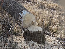 Downed tree; beaver-nibbled vs. chopped (16169252025).jpg