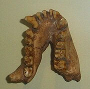 Dryopithecus fontani mandible