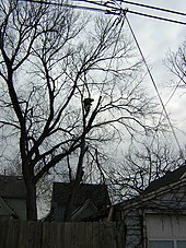 Arborist removing infected elm in Saint Paul, Minnesota Dutch Elm.jpg