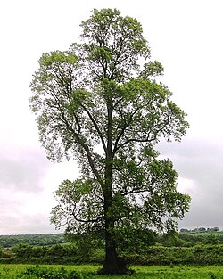 Stepes goba (Ulmus minor)