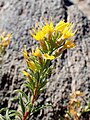 Ericameria bloomeri