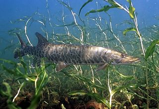 Muskie cruising in the weeds