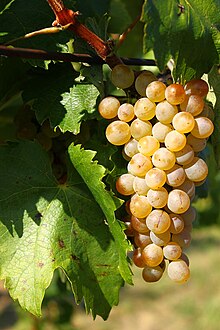 Furmint grape cluster.jpg