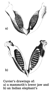 A drawing comparing jaws was added in 1799 when Cuvier's 1796 presentation on living and fossil elephants was published. Georges Cuvier - Elephant jaw.png