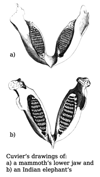 File:Georges Cuvier - Elephant jaw.png