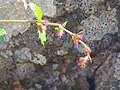 Flowers are bright pink on this specimen.