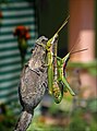 Grasshoppers mating