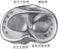 頂視圖顯示的右脛骨頭，顯示韌帶和韌帶的附件。