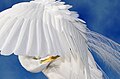 Preening by an egret