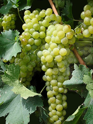 A vine bears three grapes, the first of pleasure, the second of drunkenness, and the third of repentance. – Anacharsis as quoted by Diogenes Laertius At least three grapes in New Mexico.