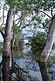 Dois guanandis em época de cheia no Pantanal