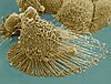 Skan komórek HeLa pod mikroskopem elektronowym