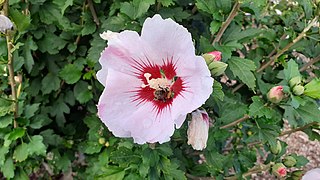 Abeille butinant sur un hibiscus.