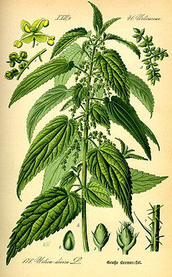 Illustration Urtica dioica0.jpg